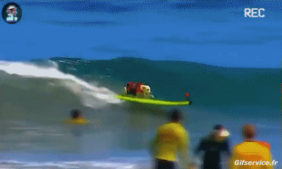 04 Perros Animales Humor - Fun 