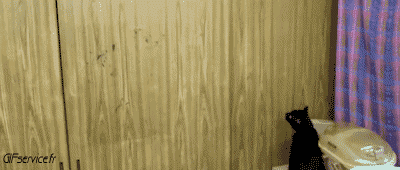 04 Gatti Animali Umorismo -  Fun 