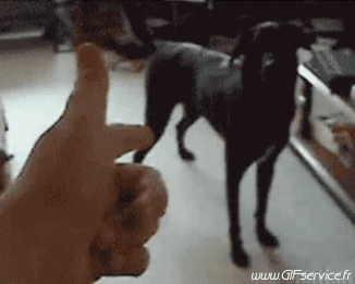 01 Perros Animales Humor - Fun 