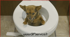 01 Perros Animales Humor - Fun 