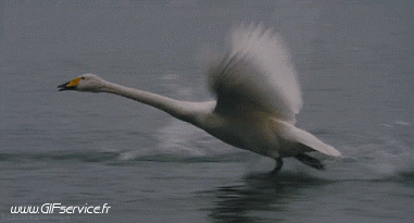 Divers Oiseaux Animaux Humour - Fun 