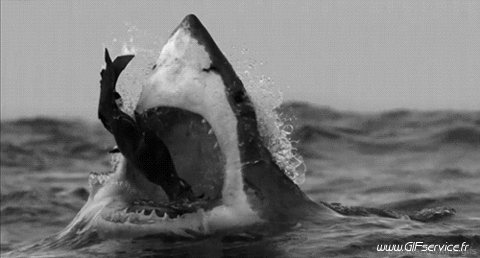 01 Tiburones Animales Humor - Fun 