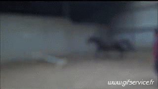 Serie 01 Chevaux Animaux Humour - Fun 