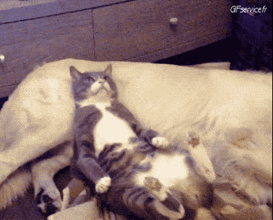 04 Cats Animals Humor -  Fun 