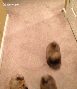 03 Dogs Animals Humor -  Fun 