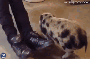 01 Pigs - Bushpigs Animals Humor -  Fun 