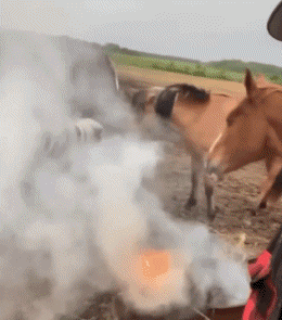 Serie 02 Cavalli Animali Umorismo -  Fun 