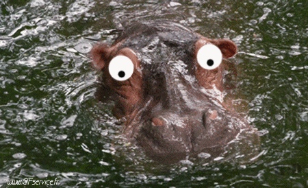 01 Nilpferde Tiere Humor -  Fun 