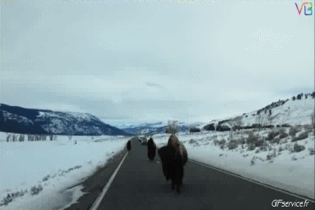 01 Bisons Tiere Humor -  Fun 