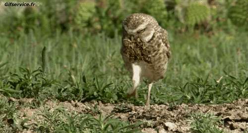 Rapaz y Nocturno Pájaros Animales Humor - Fun 