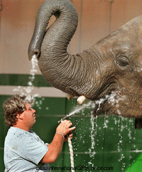 01 Elephants Animals Humor -  Fun 