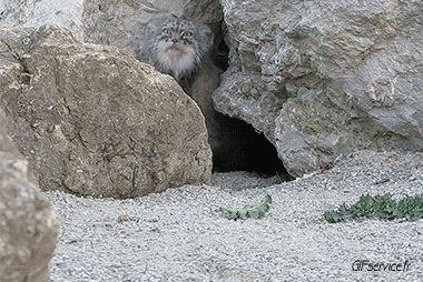 04 Gatos Animales Humor - Fun 