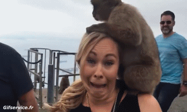 Serie 01 Singes Animaux Humour - Fun 