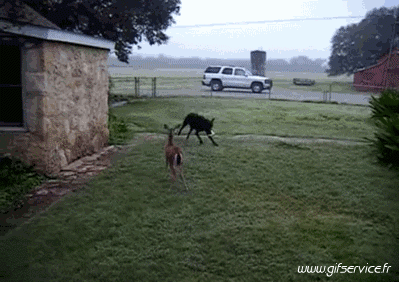 01 Deer - Fawn Animals Humor -  Fun 