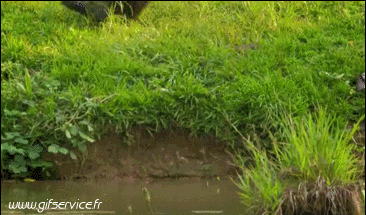 01 Monkeys Animals Humor -  Fun 