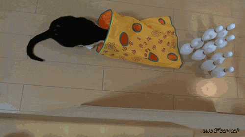 03 Katze Tiere Humor -  Fun 