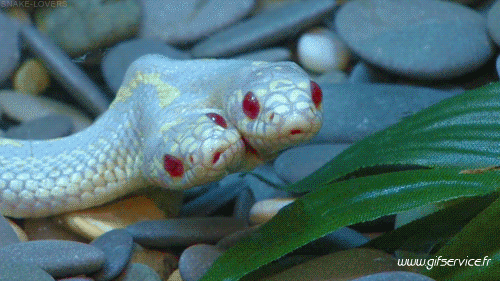 Serie 01 Serpents Animaux Humour - Fun 