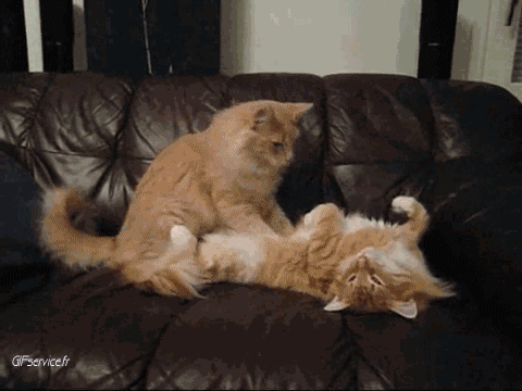 05 Cats Animals Humor -  Fun 