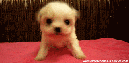 01 Dogs Animals Humor -  Fun 