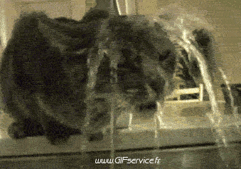 02 Gatti Animali Umorismo -  Fun 