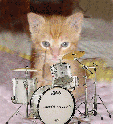 03 Katze Tiere Humor -  Fun 