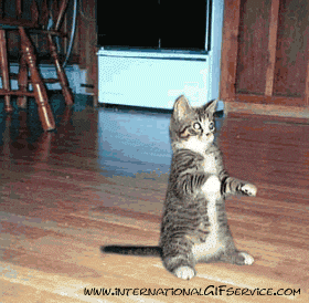 01 Cats Animals Humor -  Fun 