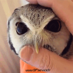 Raptor & Nocturne Birds Animals Humor -  Fun 