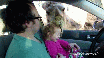 01 Camellos Animales Humor - Fun 