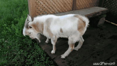 Serie 01 Chévres Bouc Animaux Humour - Fun 