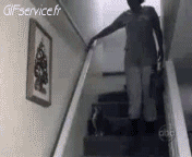 05 Cats Animals Humor -  Fun 