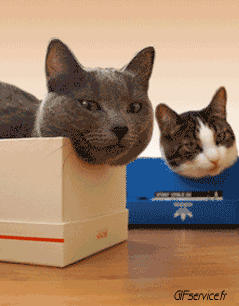 05 Cats Animals Humor -  Fun 