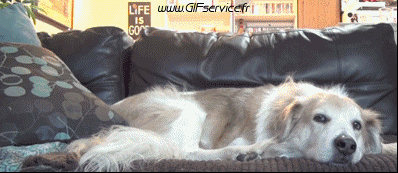 03 Katze Tiere Humor -  Fun 