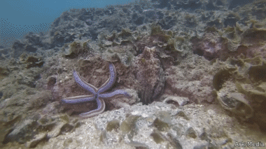 01 Octopus Animals Humor -  Fun 