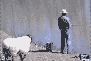 01 Schaf Tiere Humor -  Fun 