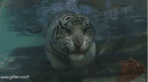 01 Tigers Animals Humor -  Fun 