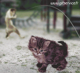 Serie 03 Chats Animaux Humour - Fun 