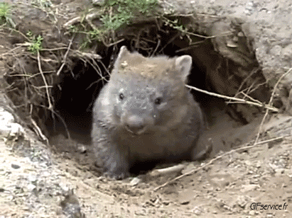 01 Wombat Tiere Humor -  Fun 