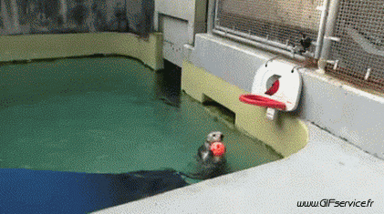 01 Otters Animals Humor -  Fun 