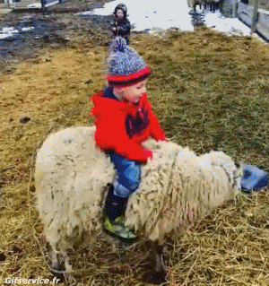 01 Schaf Tiere Humor -  Fun 