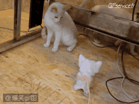 04 Gatos Animales Humor - Fun 