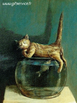 03 Gatti Animali Umorismo -  Fun 