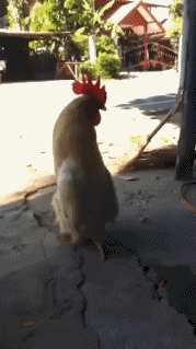 Gallos - Gallinas Pájaros Animales Humor - Fun 