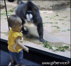 01 Monkeys Animals Humor -  Fun 