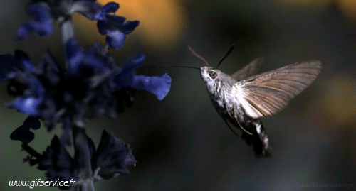 01 Insectos Animales Humor - Fun 