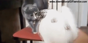 Serie 01 Chats Animaux Humour - Fun 