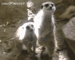 01 Suricat Animals Humor -  Fun 