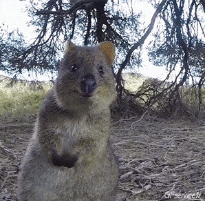 01 Wombat Animals Humor -  Fun 