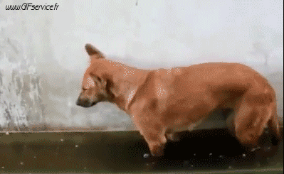 Serie 02 Chiens Animaux Humour - Fun 