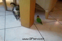 02 Gatti Animali Umorismo -  Fun 