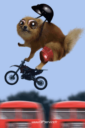 02 Cani Animali Umorismo -  Fun 